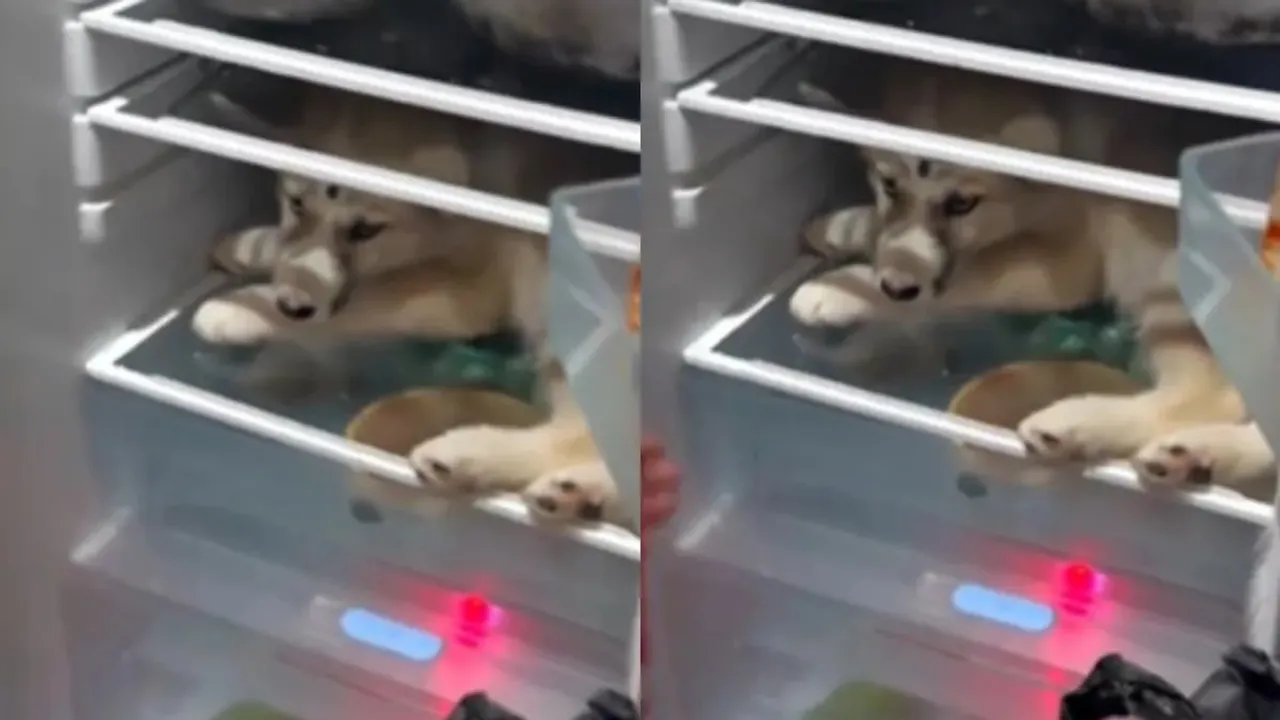 Way to escape from heat, summer solution, unique summer solution, dog sitting in the fridge to save from heat, how to save dog from heat, viral video, viral news, trending news,
