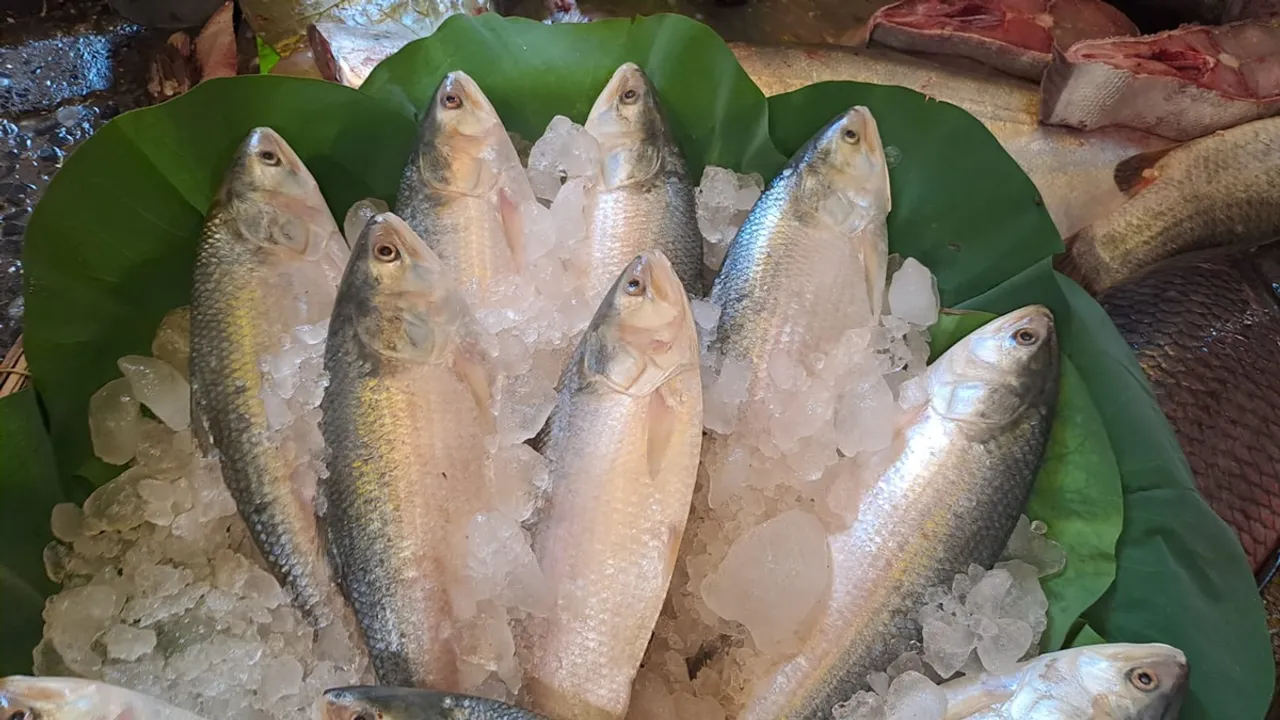 price of hilsa fish in Bangladesh is quite high in Jamai shashti