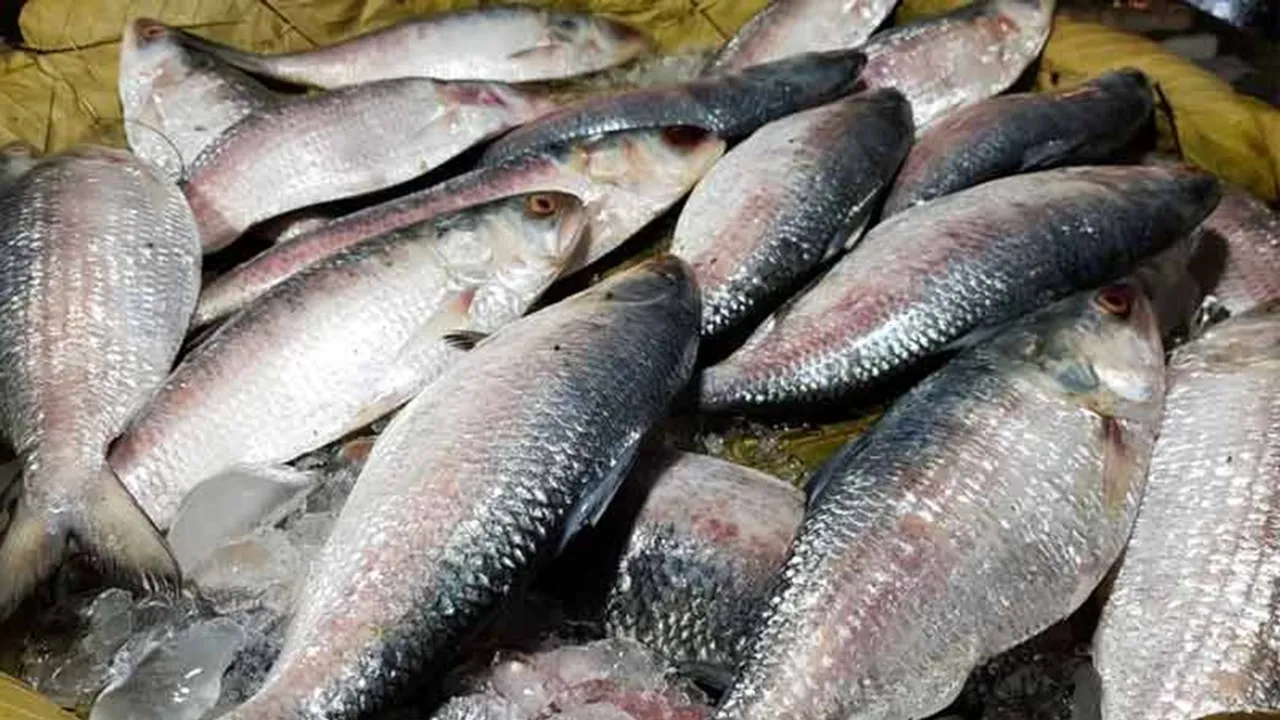 hilsa fish is being farmed in the pond