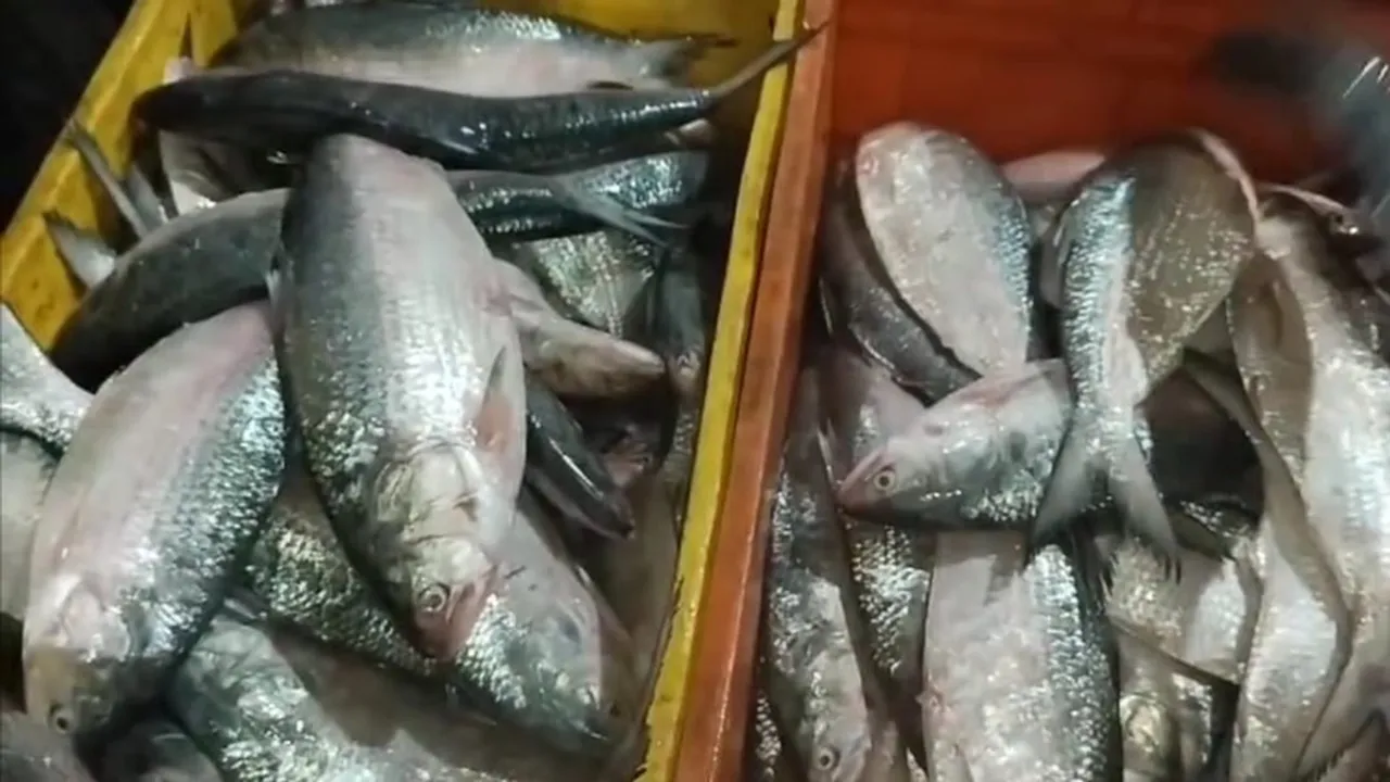 Diamond Harbour Nagendrabazar Fish Market is increasing the supply of hilsa