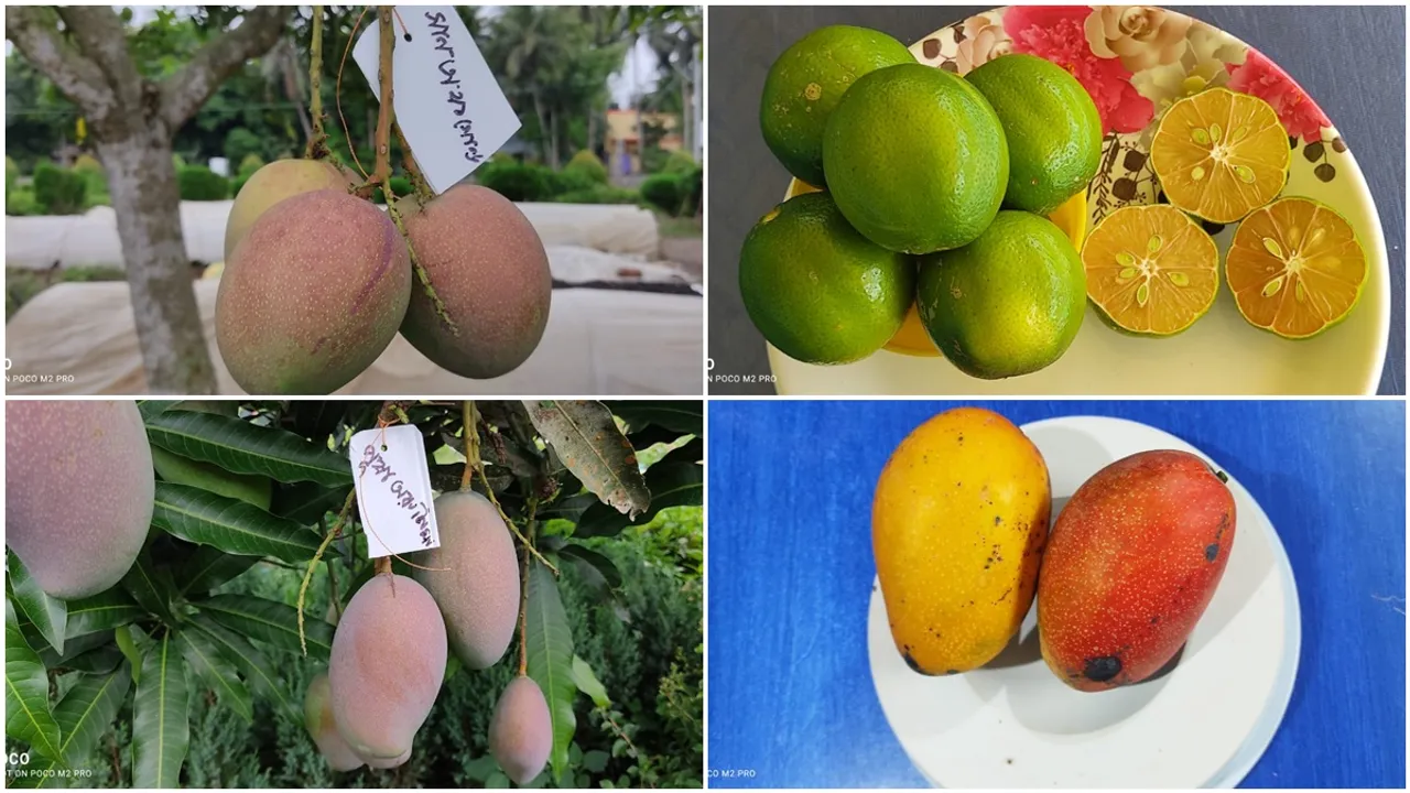 আম, বিদেশি আম, আম চাষ , purba Bardhaman, Burdwan, mango, mango cultivation