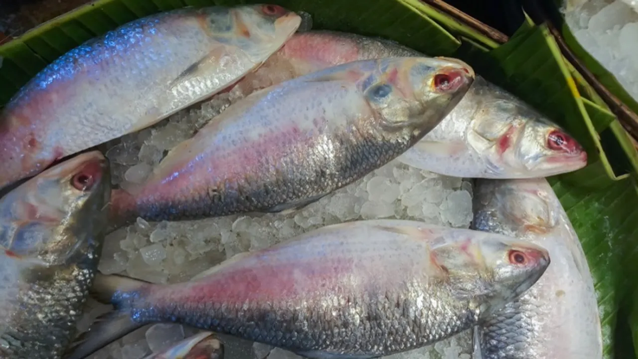 How to understand fake hilsa fish, ইলিশ