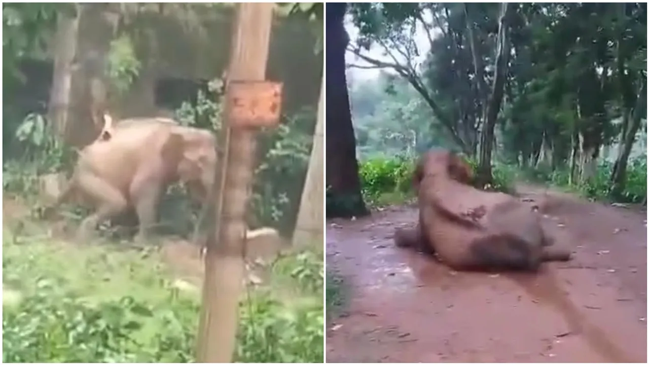 Jhargram, elephant death, ঝাড়গ্রাম, হাতির মৃত্যু,