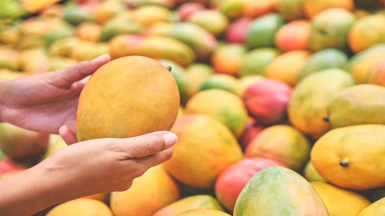 Malda mango festival is crowded, আম মেলা, আম উৎসব, মালদা