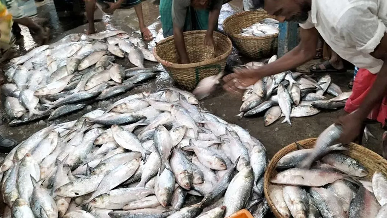 possibility of lowering the price of hilsa fish, ইলিশ