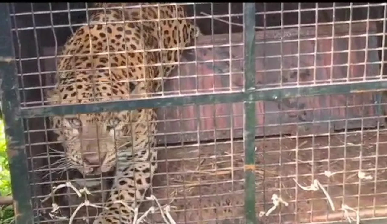 nilgiri leopard caught 