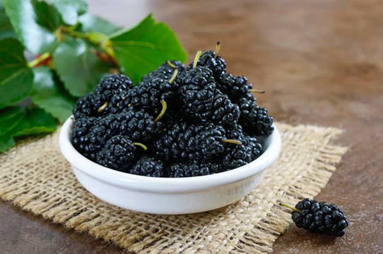 mulberry