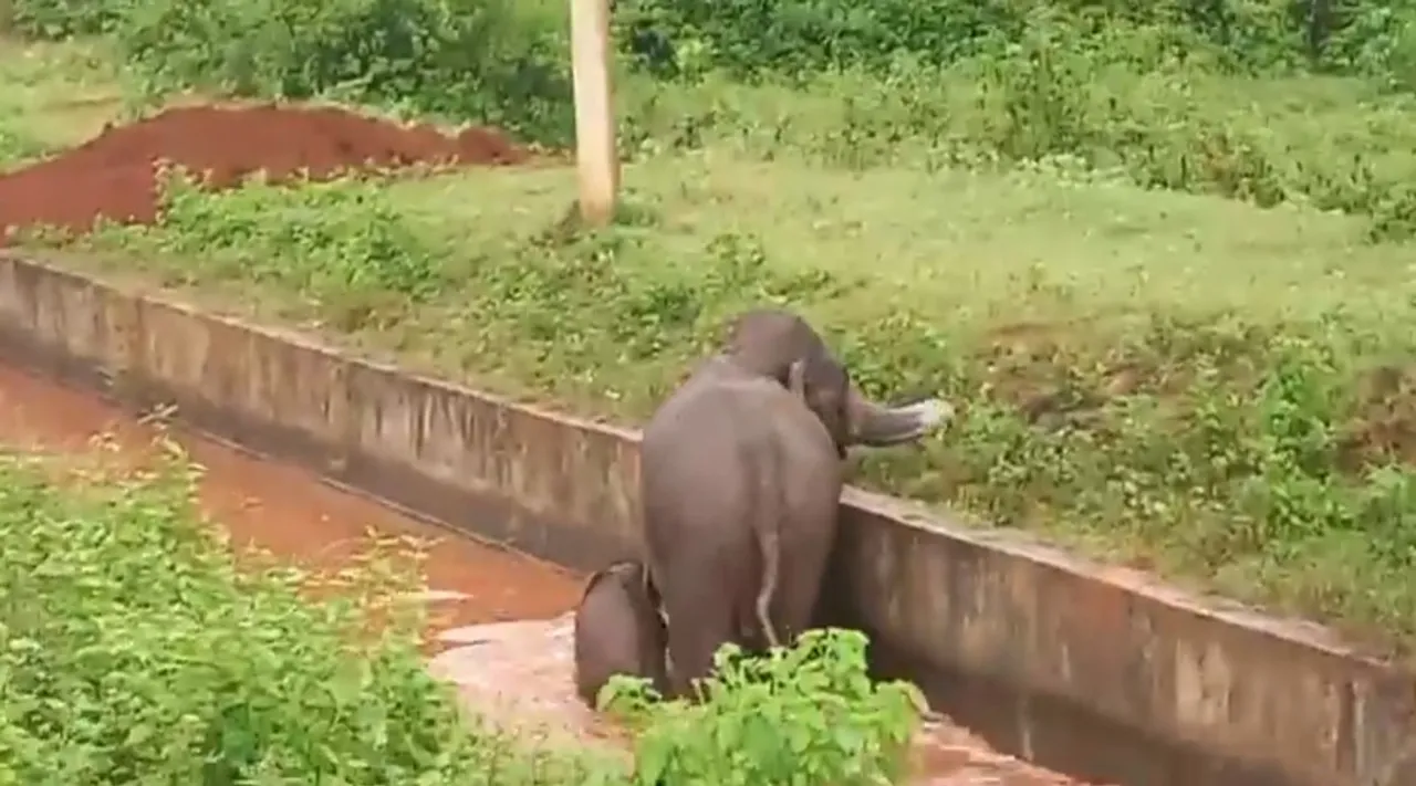 elephant and calf