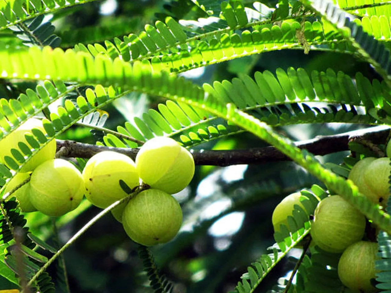 amla