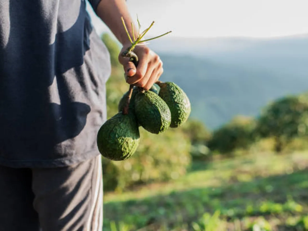 avocado