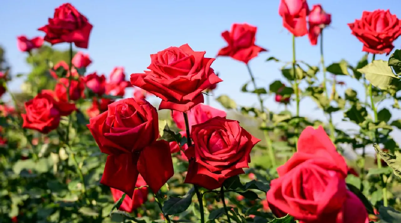 Red rose