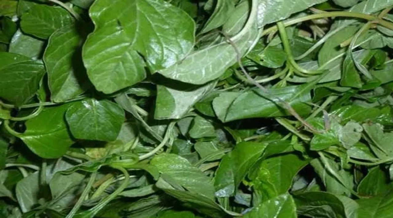 Araikkeerai