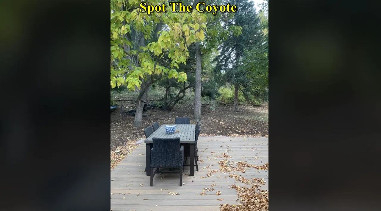 Coyote 1