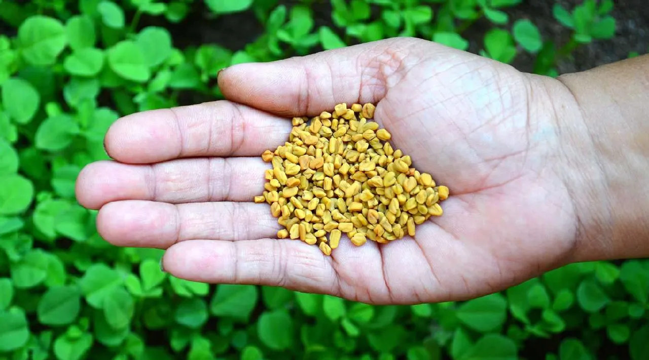 Fenugreek