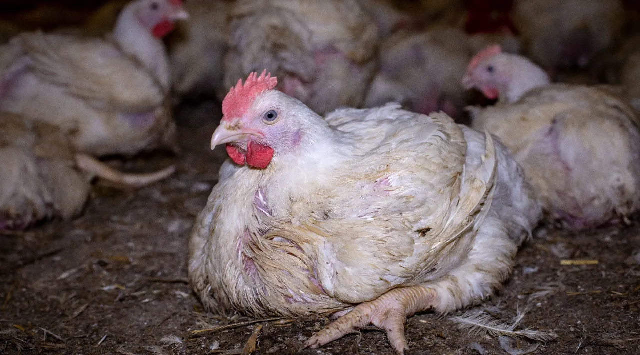 Broiler chicken