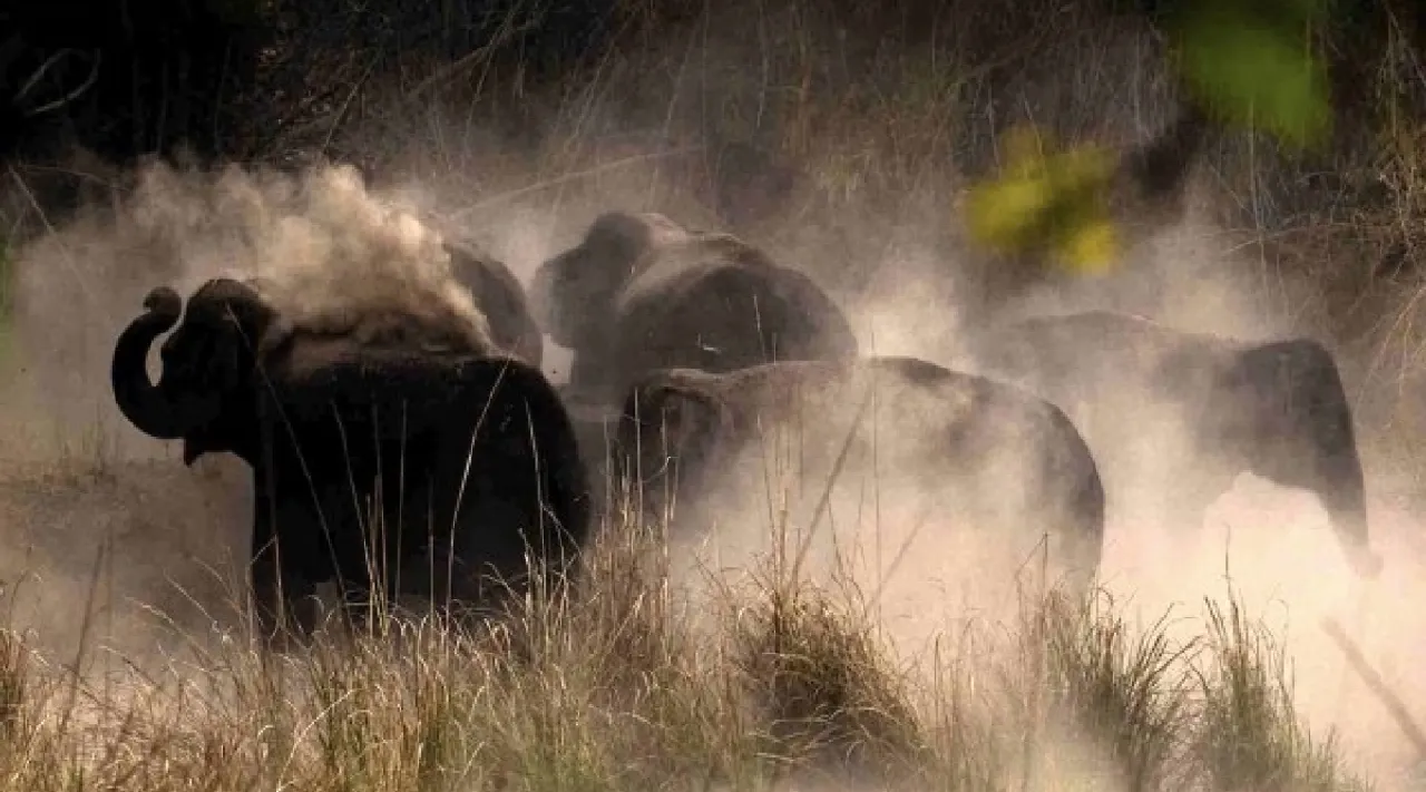 Elephants