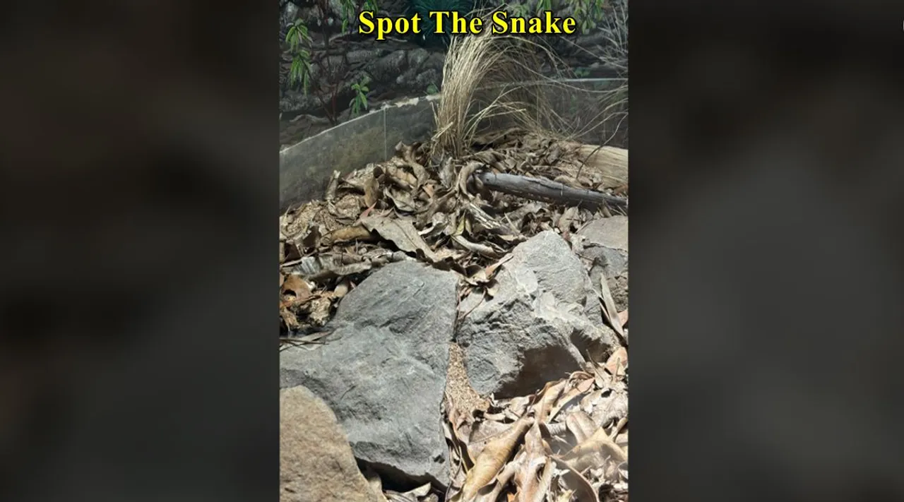 Snake FO1