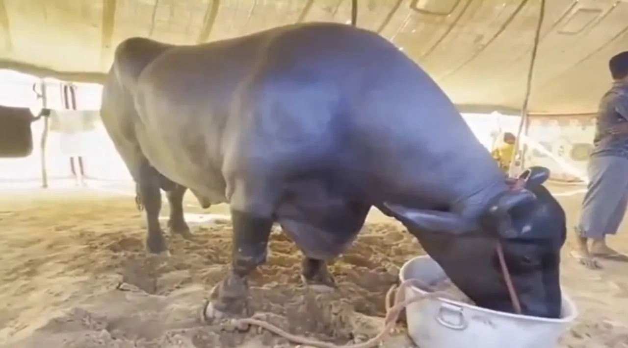 buffalo