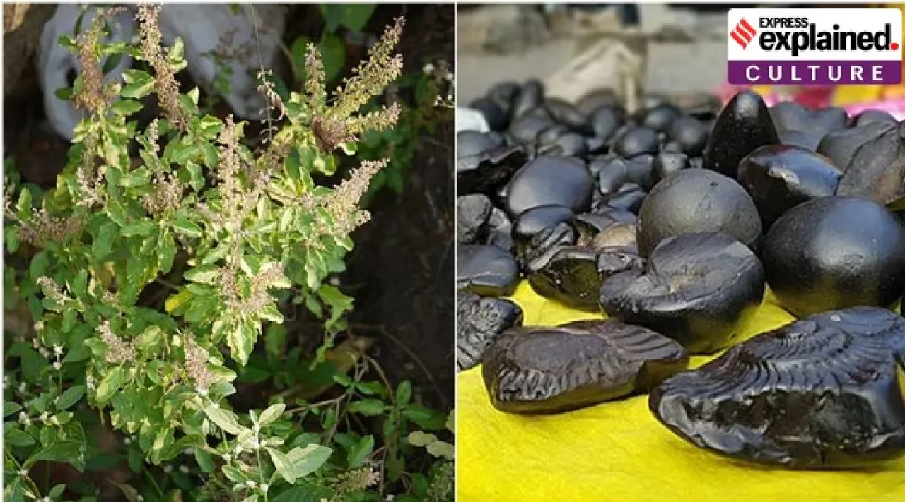 Tulsi vivah