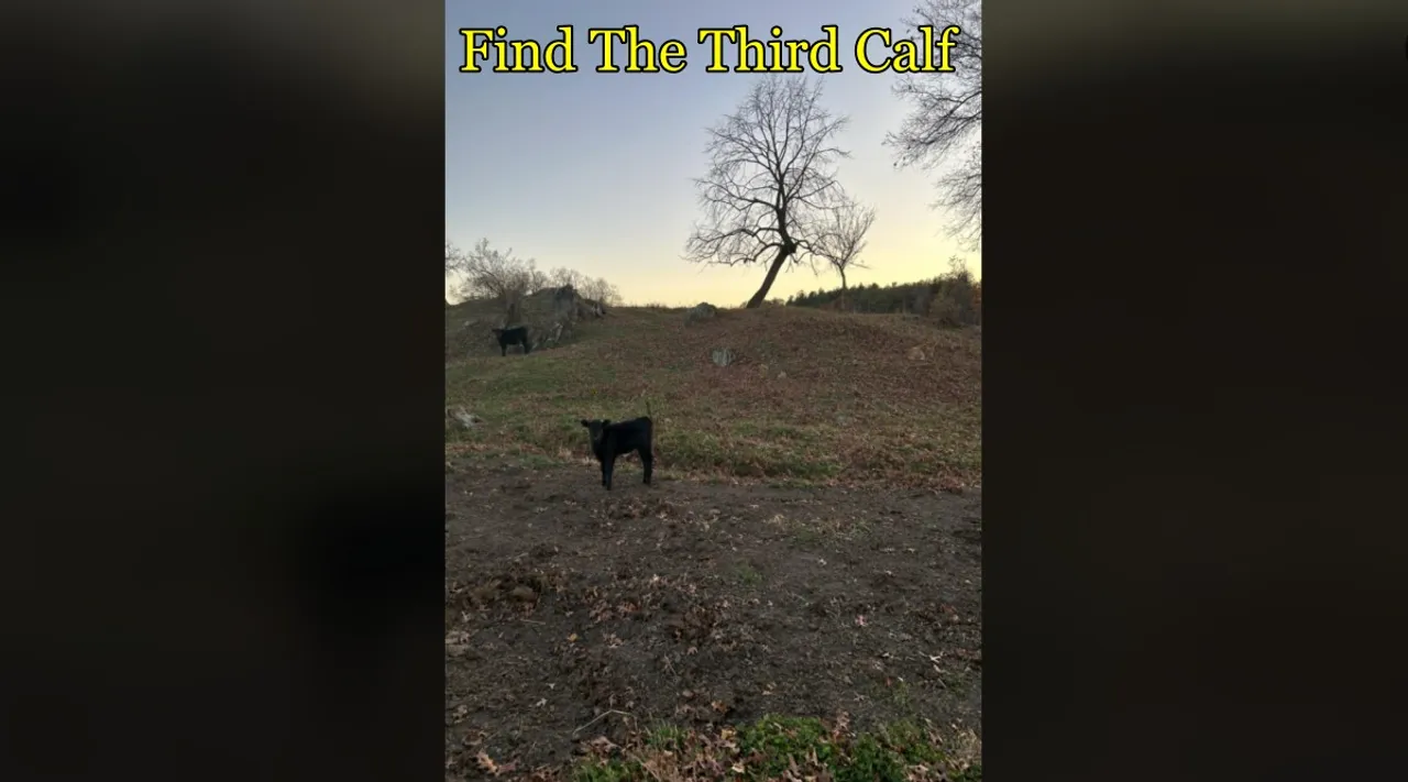 calf