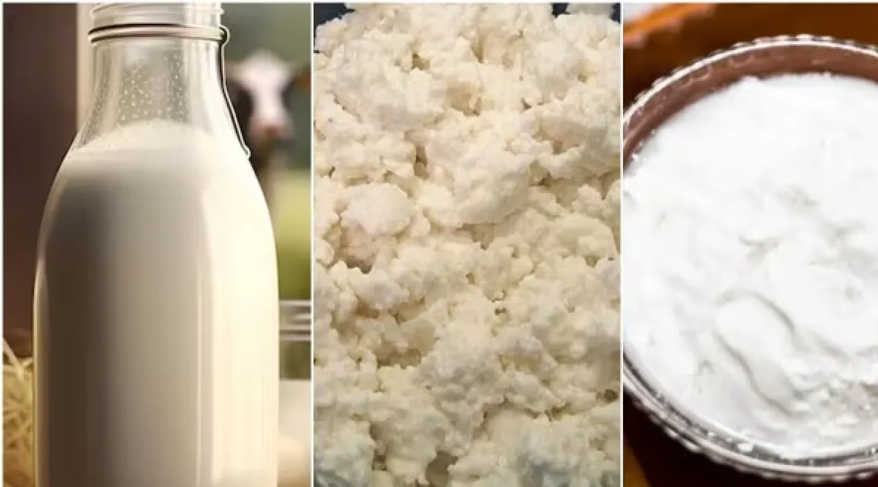 Milk, curd, paneer