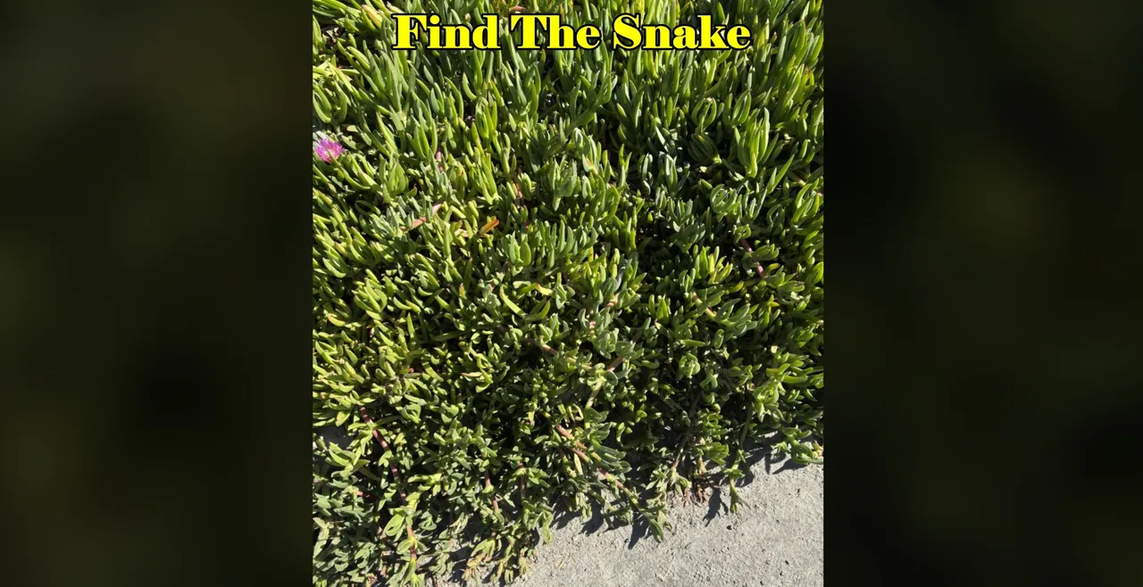 Find the snake in grass 