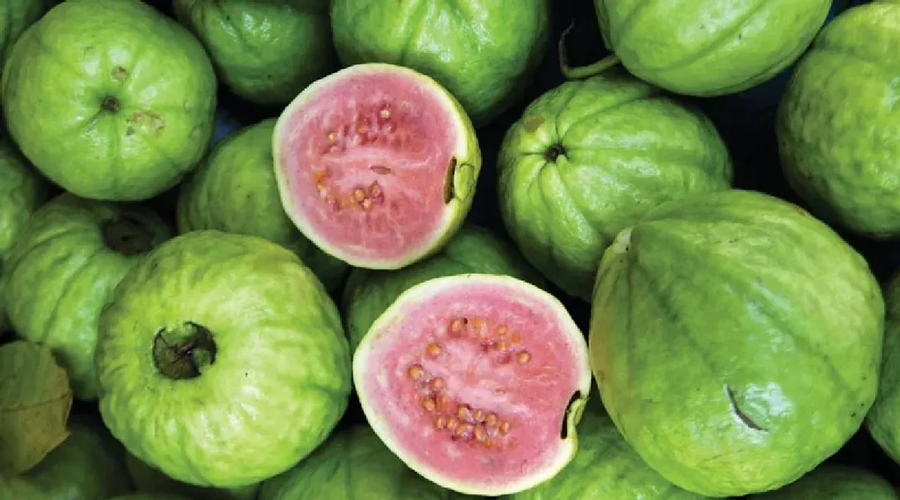 Guava fruits
