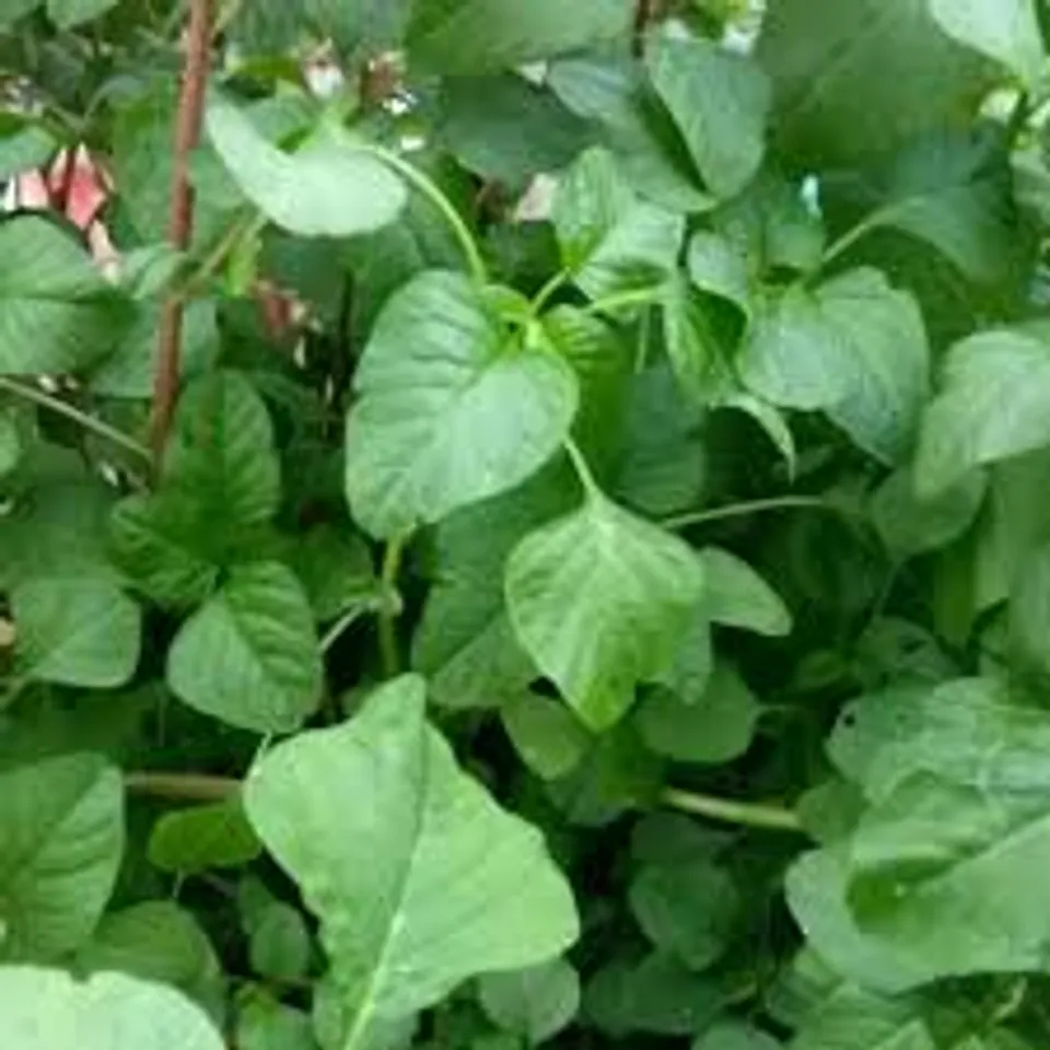 spinach
