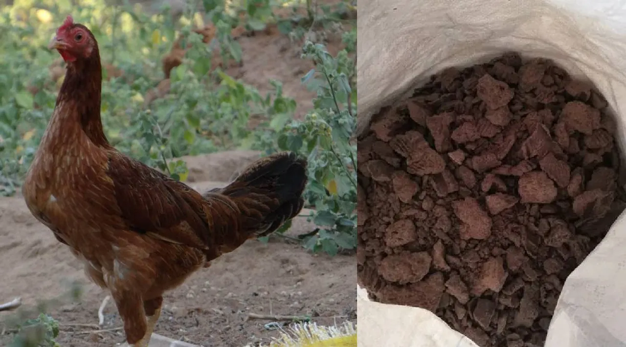 Cattle feed