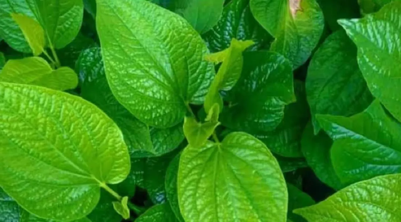 Betel leaves