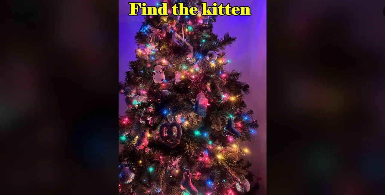 Find The kitten