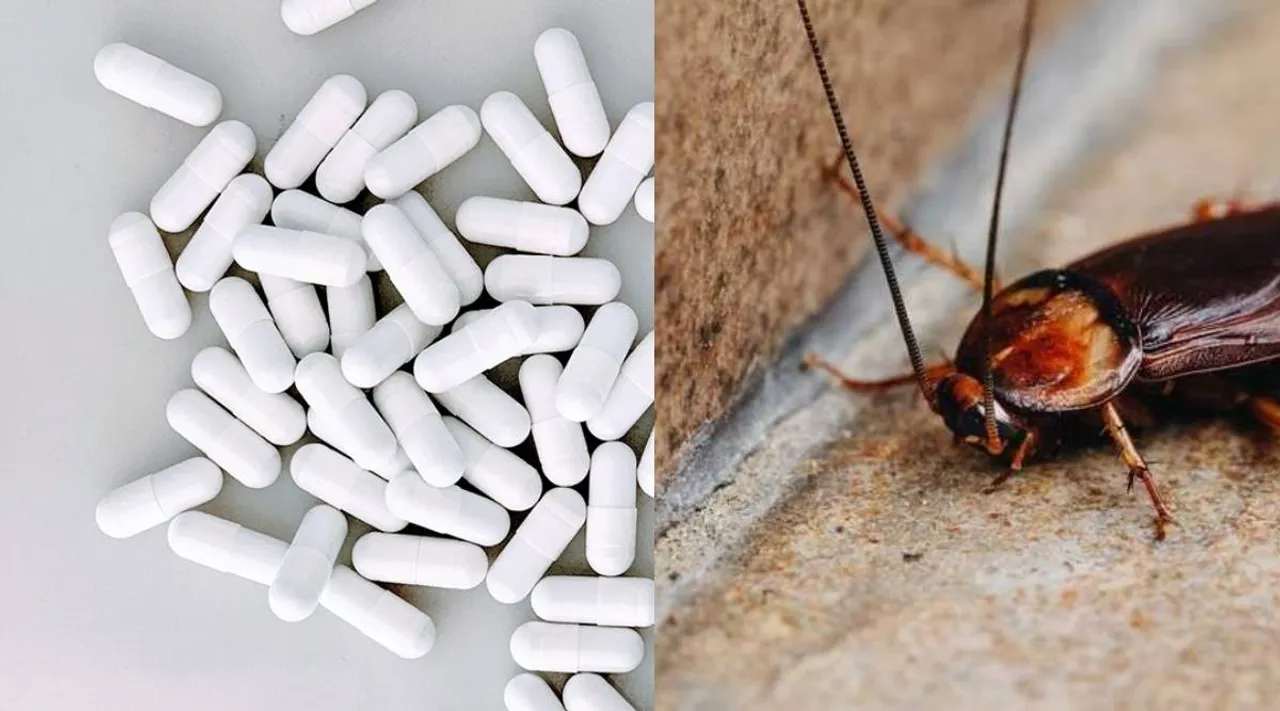 Cockroach issue (1)