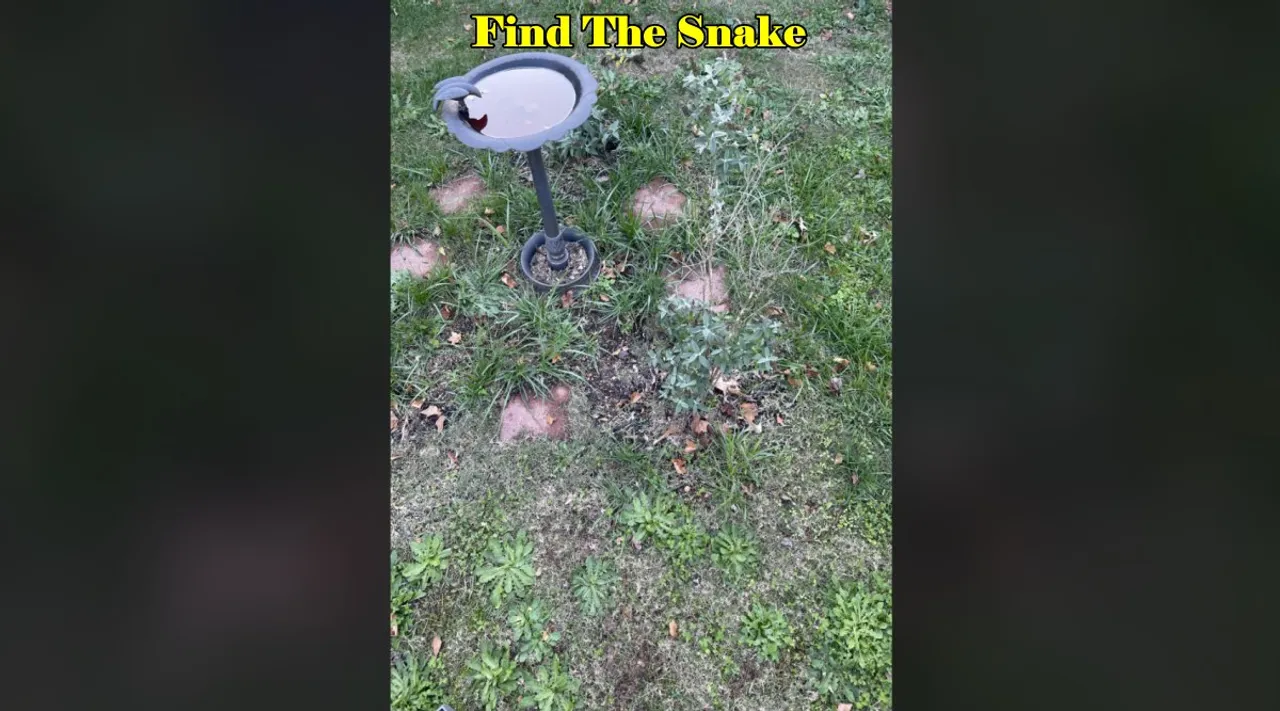Snake grass 1