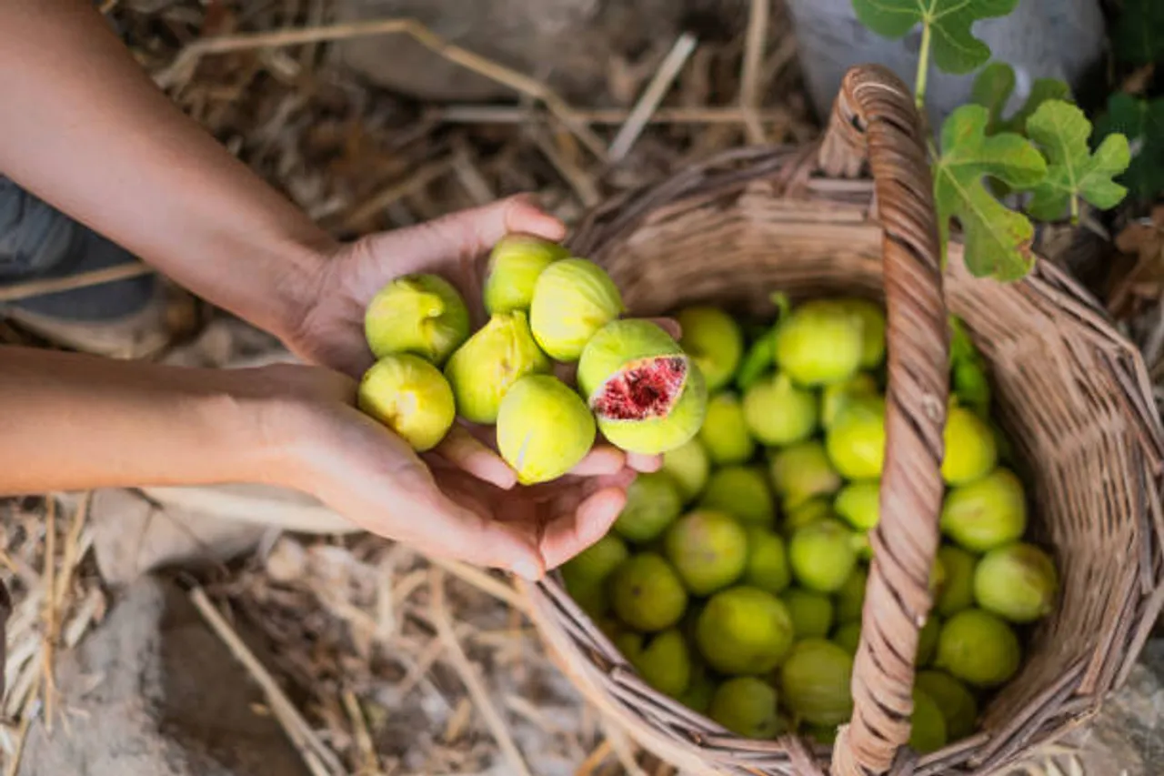 fig