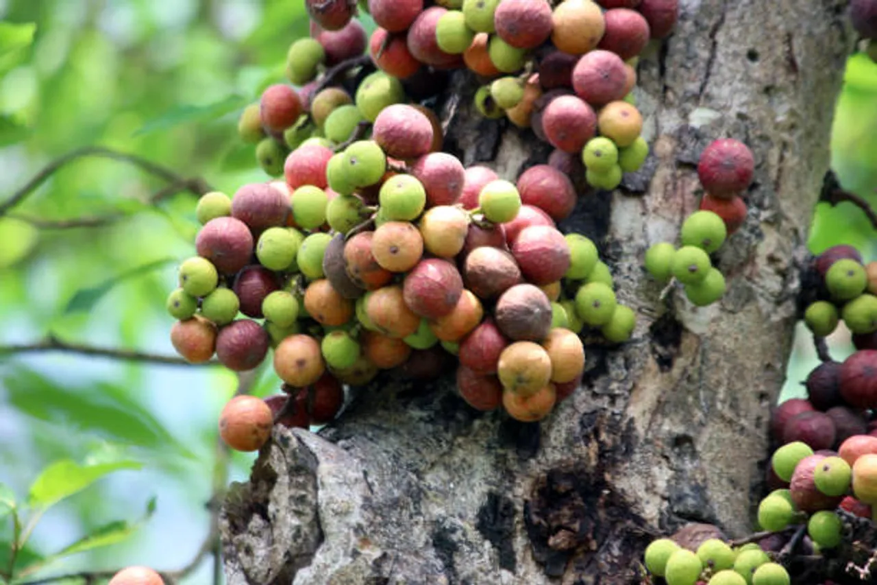 fig