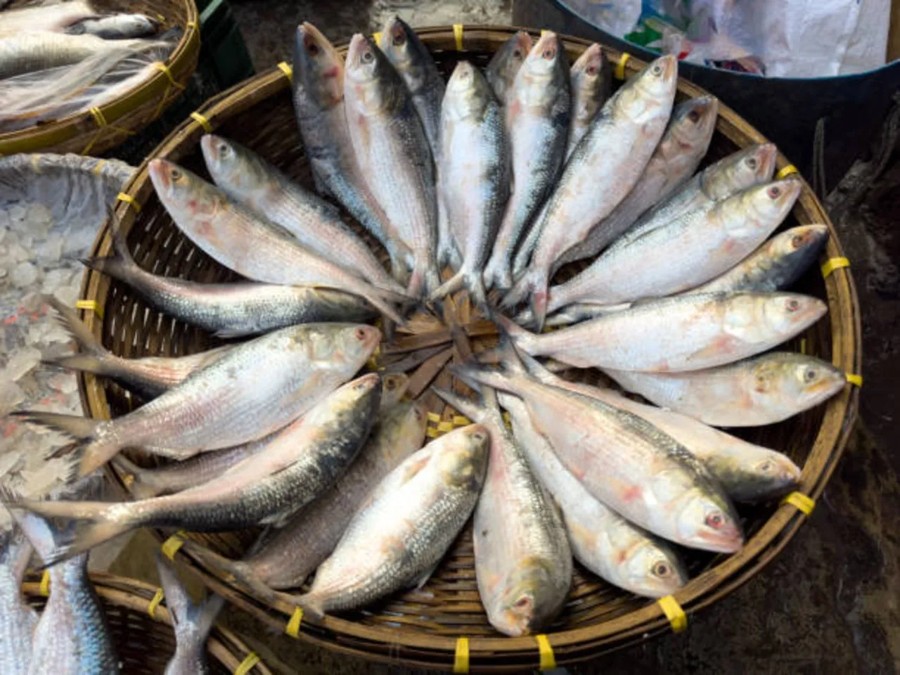 fish