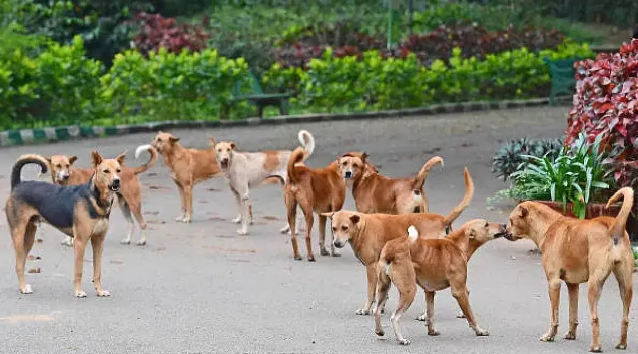 Street dogs