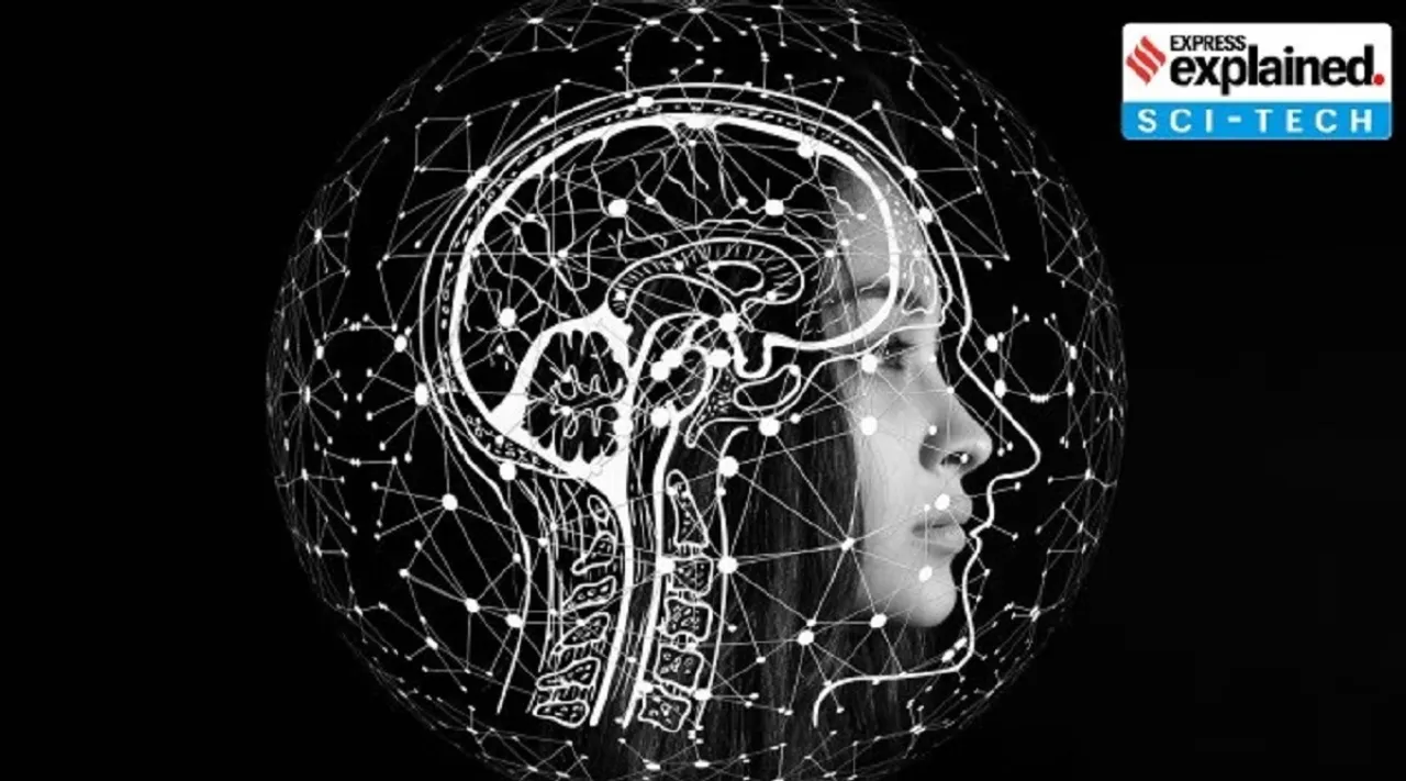 human brain