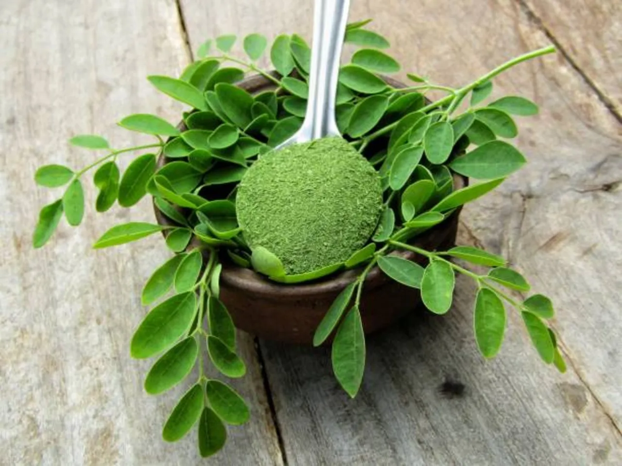 moringa