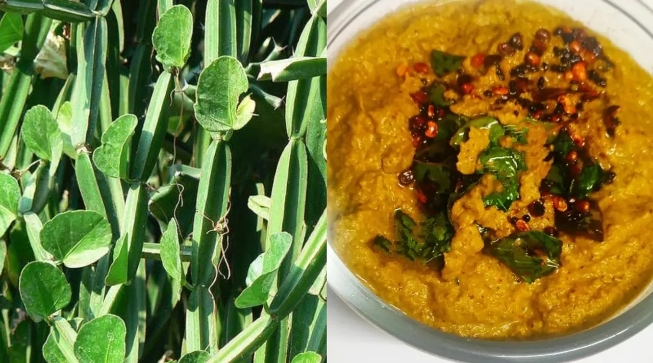 Pirandai Thuvayal recipe and its benefits in tamil 