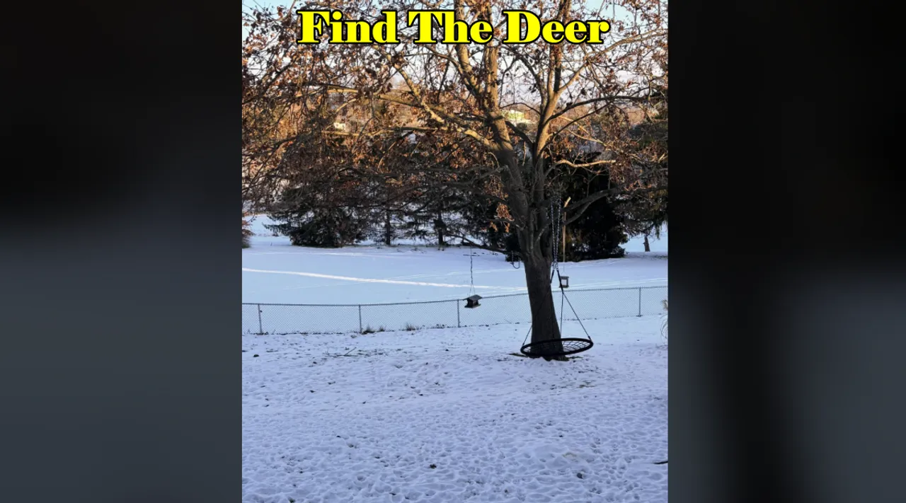 Deer Where