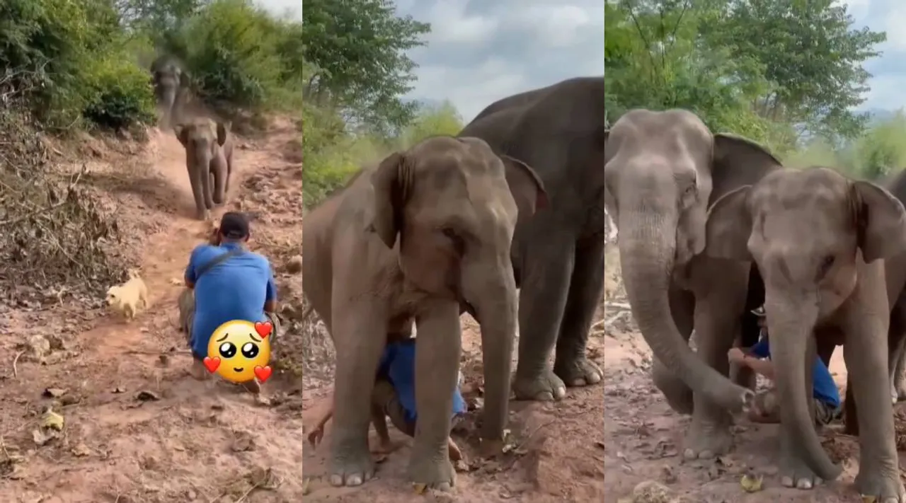 elephants love 1