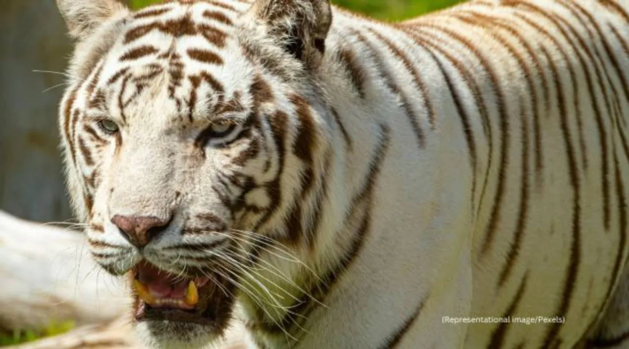 White Tiger grab t shirt of child