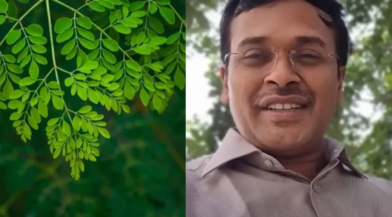 Moringa Leaves