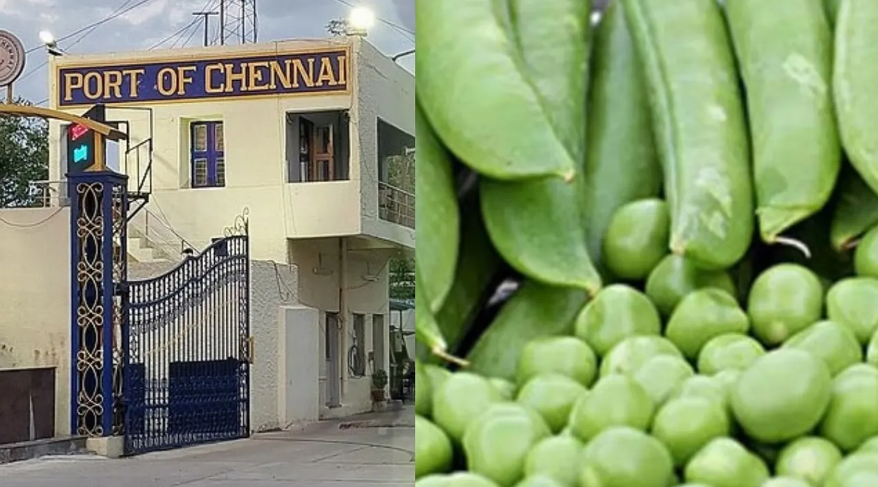 Chennai Green peas import scam 5 people including customs officials were arrested Tamil News