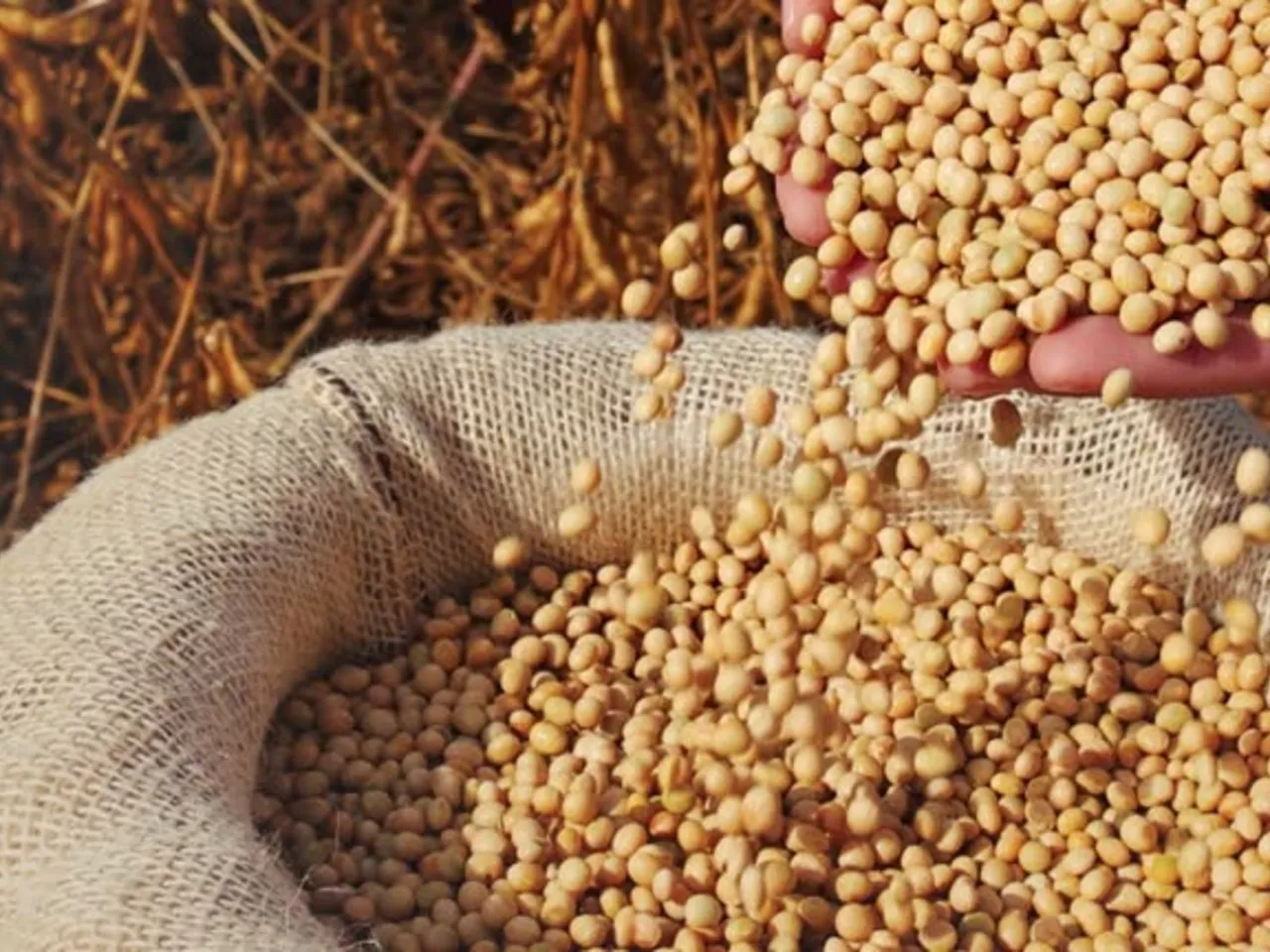 soya beans