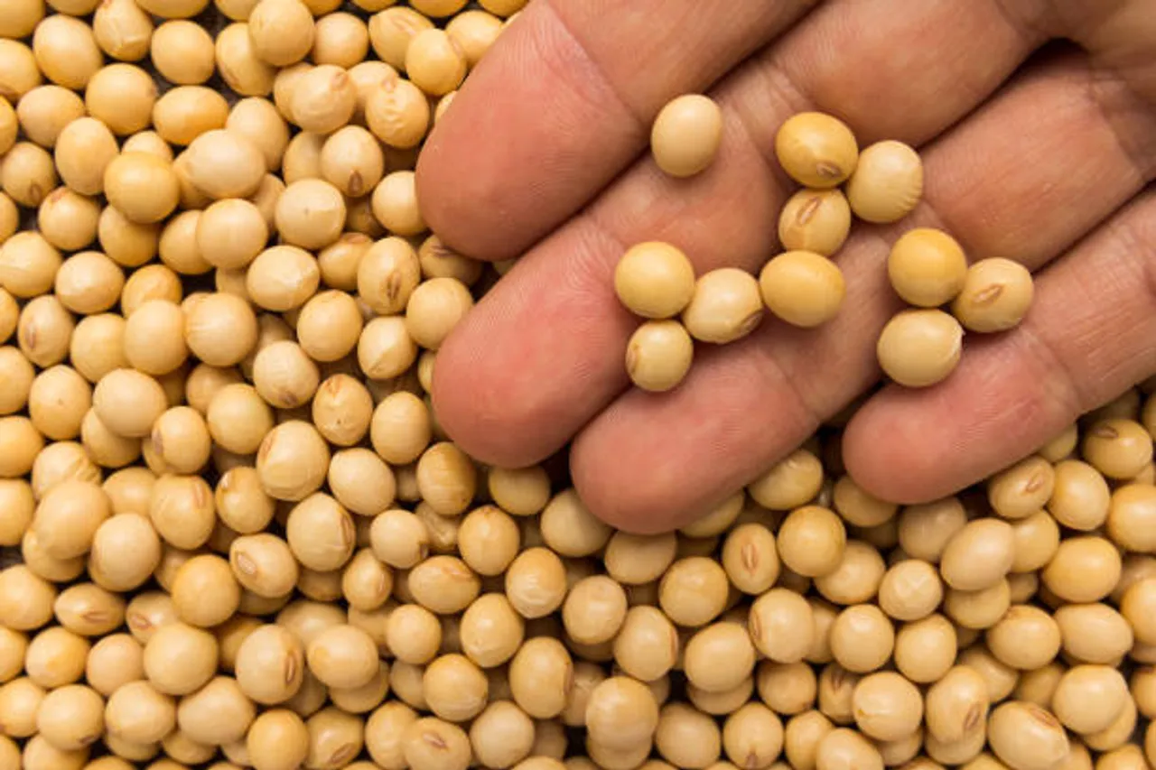 soya beans