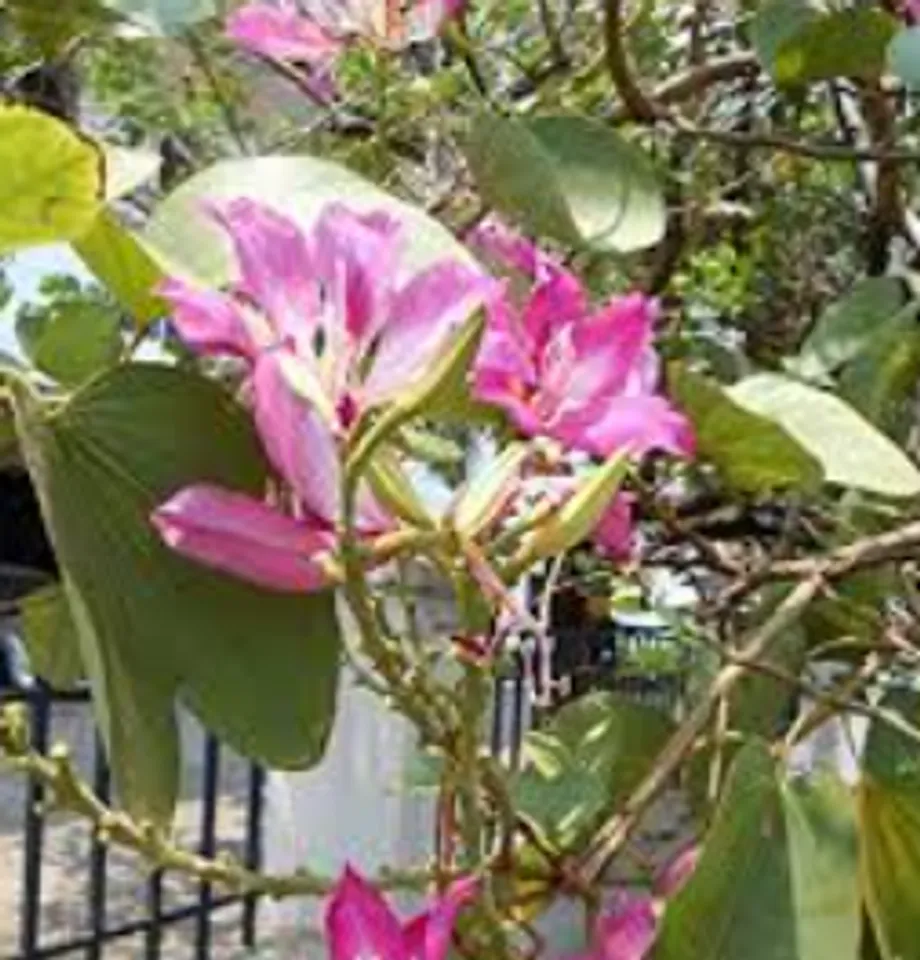 mandharai