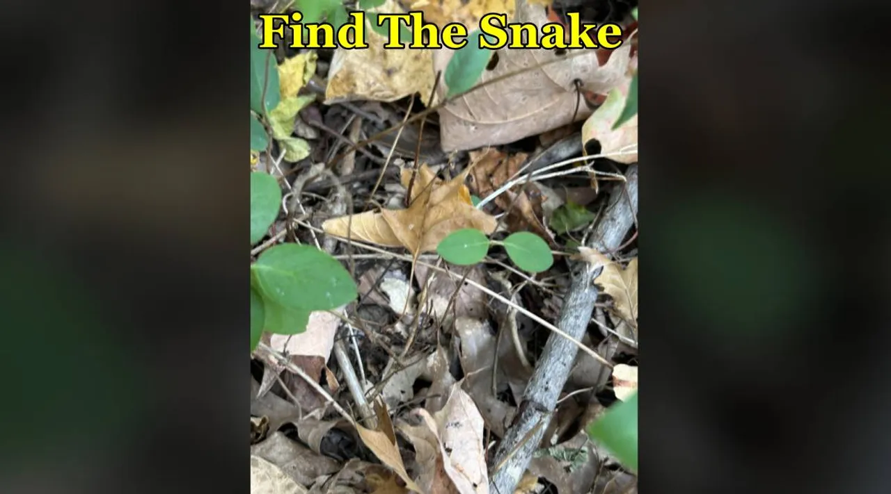 Snake spot 