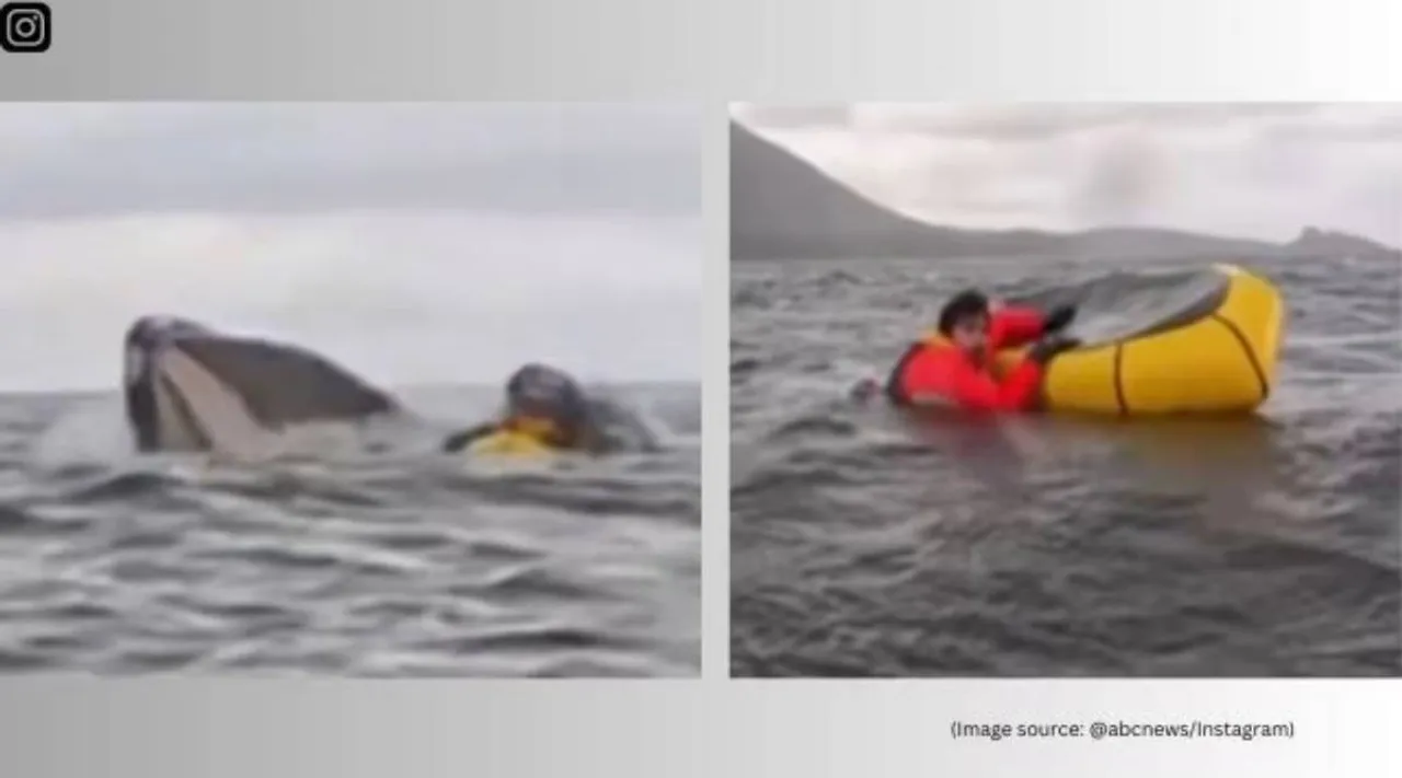 Kayaker swallowed by whale